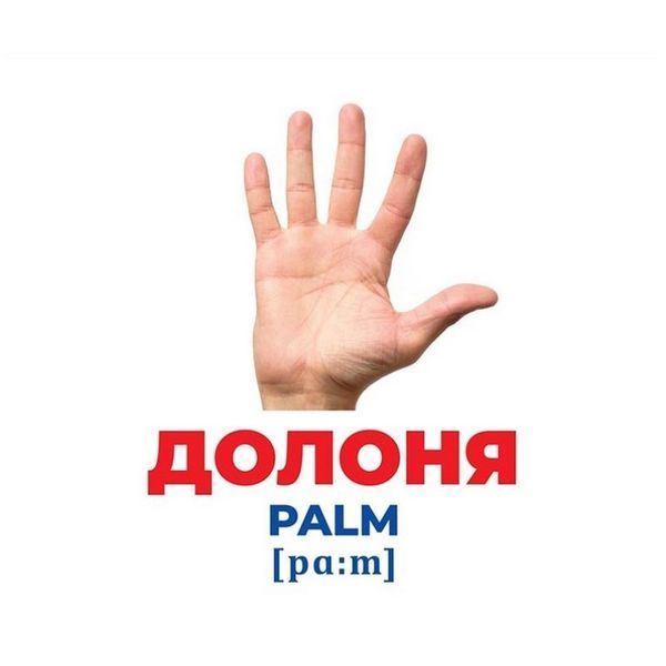Набір розвиваючих карток Геній з пелюшок "Будова структура" Ранок 10107202, 17 карток 10107202 фото