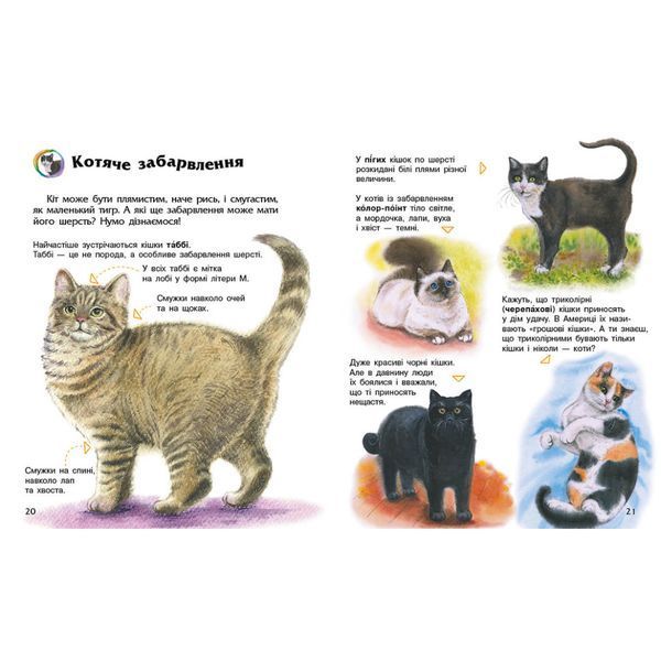 Енциклопедія дошкільника "Коти" 614039 для найменших 614039 фото