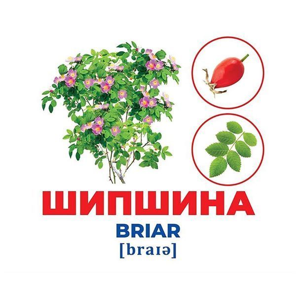 Набір розвиваючих карток Геній з пелюшок Дерева та чагарники 10107196, 17 карток 10107196 фото