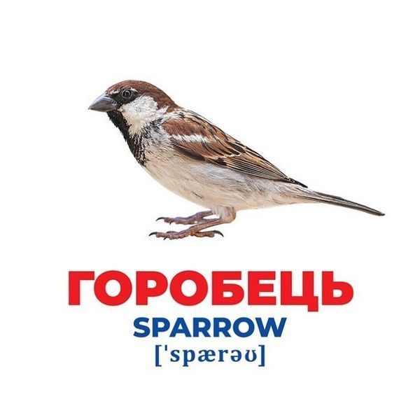 Набір розвиваючих карток Геній з пелюшок "Птахи України" Ранок 10107193У, 17 карток 10107193 фото