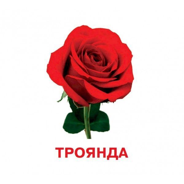 Розвиваючі картки для дітей Квіти J012y, 18 картинок J012y фото