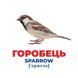 Набір розвиваючих карток Геній з пелюшок "Птахи України" Ранок 10107193У, 17 карток 10107193 фото 2